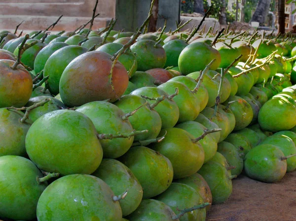 Alphonso Mango Mangifera Indica Anacardiaceae Hangen Aan Een Boom Ratnagiri — Stockfoto