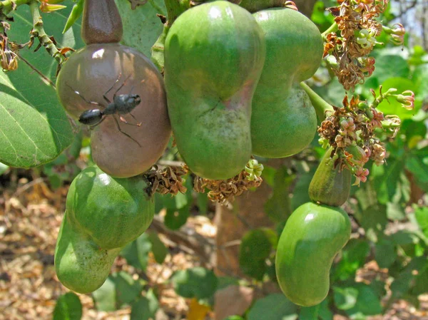 Der Cashewbaum Anacardium Occidentale Ist Ein Tropischer Evergreen Der Die — Stockfoto