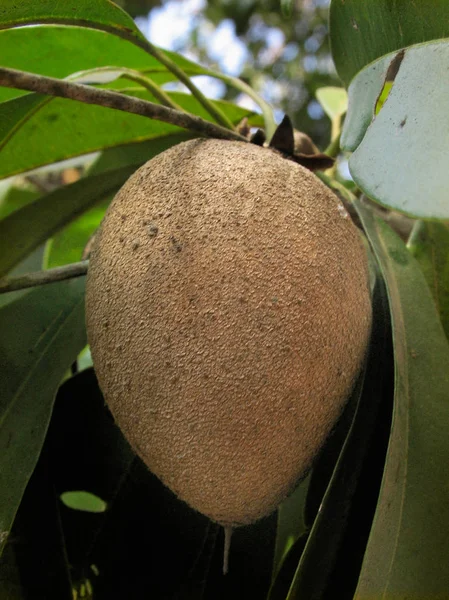 Chiku Sapodilla Achras Sapota Manilkara Zapota Naseberry — Stok fotoğraf