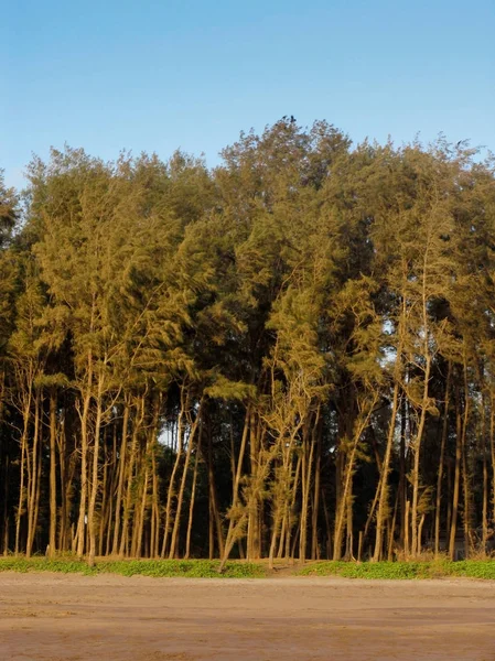 Casuarina Equisetifolia Osztályának Nemzetség Casuarina Tölgy — Stock Fotó