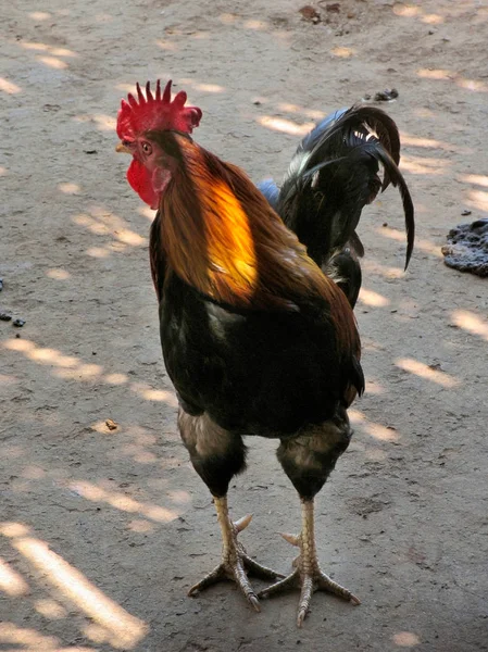 Hahn Auf Der Straße — Stockfoto