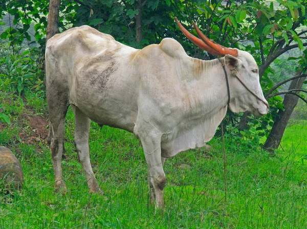 Bull Grazing Meadow — Stock Photo, Image