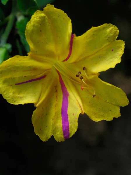 Mirabilis Jalapa Die Vier Uhr Blume Oder Wunderblume Von Peru — Stockfoto