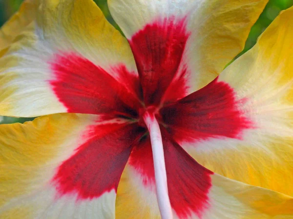 Hibiscus Rosa Sinensis Sárga Kína Rose Kínai Hibiszkusz — Stock Fotó