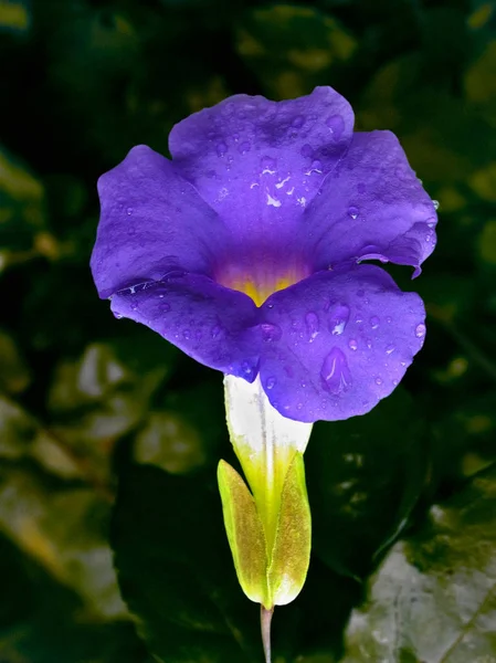 Purple Moonflower Climber — Stock Photo, Image