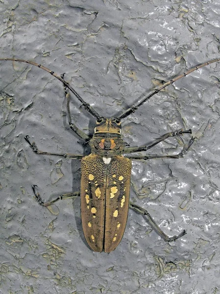 岩石上的一只角甲虫 — 图库照片