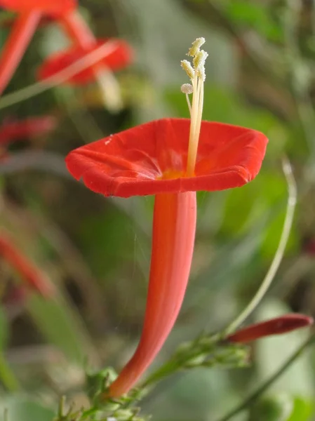 Ipomoea Hederifolia Enredadera Escarlata Flor Del Cardenal Ipomoea Roja —  Fotos de Stock