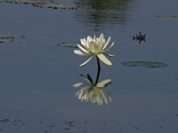 Grzybienie Tygrys Lotus Białego Lotosu Lub Egipski Biała Woda Lily — Zdjęcie stockowe