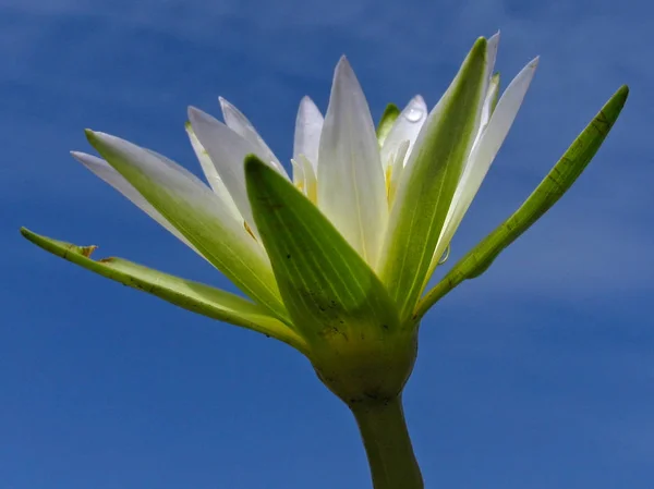 Nymphaea 로터스 타이거 로터스 로터스 이집트 화이트 Nymphaeaceae의 식물입니다 — 스톡 사진