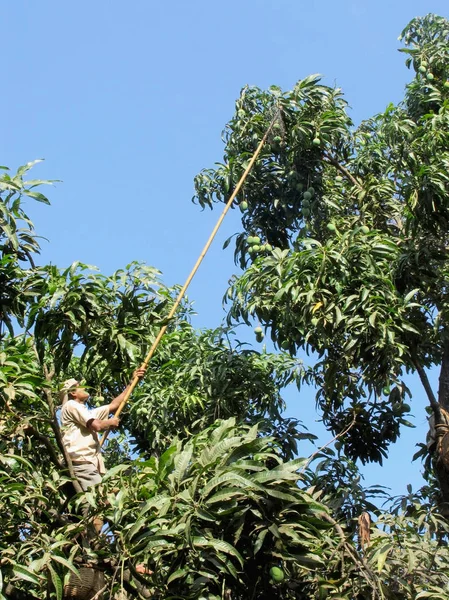 Mango'yu ağaçtan balan adam, Mangifera indica L. Anacardiaceae, Alphonso mango. Ratnagiri, Maharashtra, Hindistan.