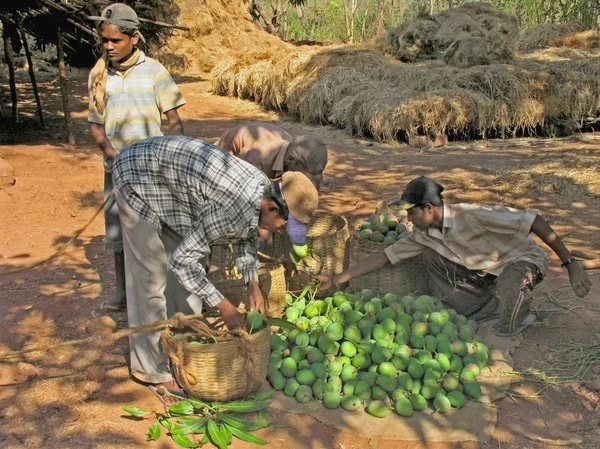 工人们正在分类的芒果包装 销售和运输 勒德纳吉里 马哈拉施特拉邦 — 图库照片