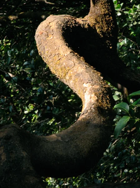 Trunk Mango Tree Abstract Form — Stock Photo, Image