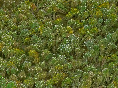 Güzel beyaz ve sarı renkli Crysanthemum çiçek alanının üst görünümü. Pune, Maharashtra, Hindistan.