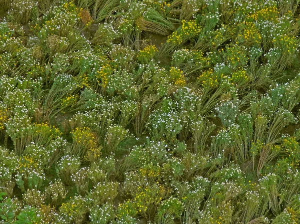 Güzel beyaz ve sarı renkli Crysanthemum çiçek alanının üst görünümü. Pune, Maharashtra, Hindistan.