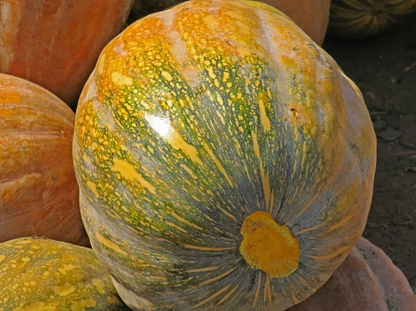 Zucca Cucurbita Pepo Pepo Pepo Provenza Zucca Dolce Verdura — Foto Stock