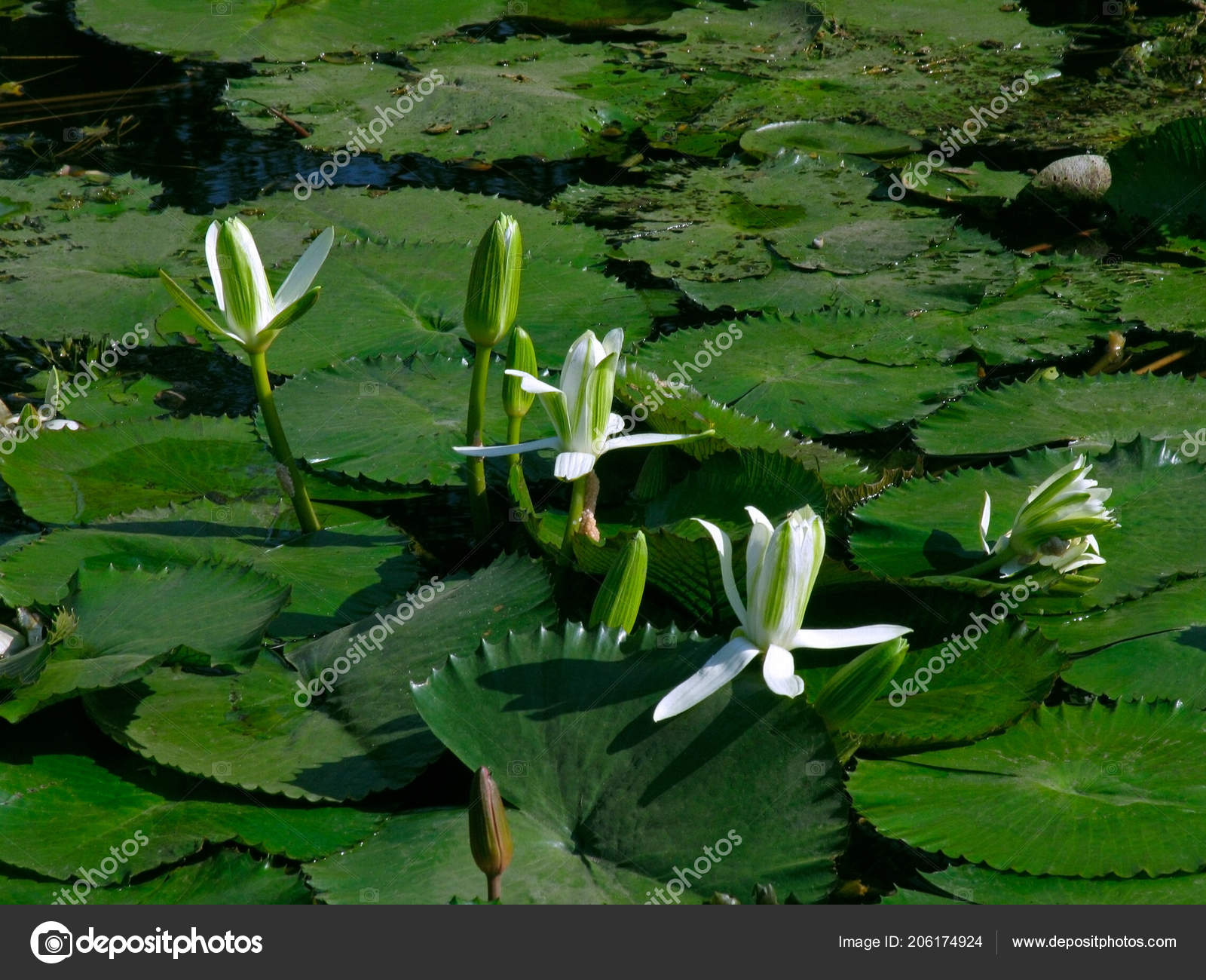Nymphaea lotus (White Egyptian Lotus)