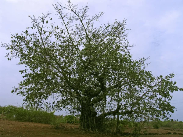 Albero Banyan Ficus Bengalensis — Foto Stock