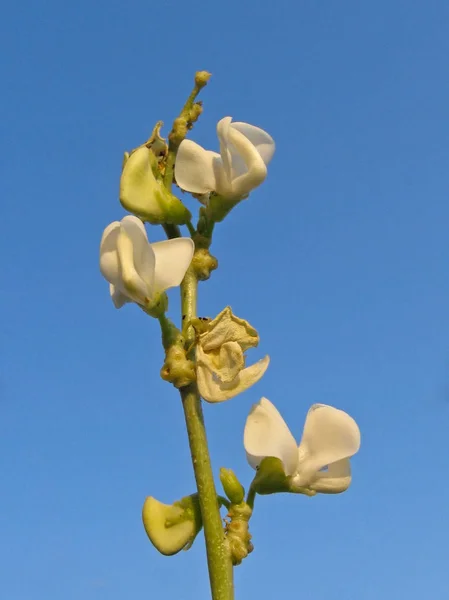 Цветы Dolichos Lablab — стоковое фото