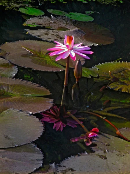 Nelumbo Nucifera Znany Również Jako Indian Lotus Sacred Lotus Fasoli — Zdjęcie stockowe