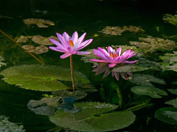 Nelumbo Nucifera Znany Również Jako Indian Lotus Sacred Lotus Fasoli — Zdjęcie stockowe