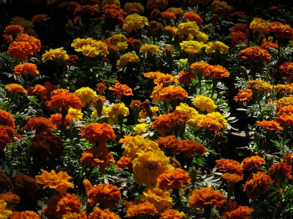 Γαλλική Marigold Tagetes Patula Είναι Ένα Είδος Στην Οικογένεια Asteraceae — Φωτογραφία Αρχείου