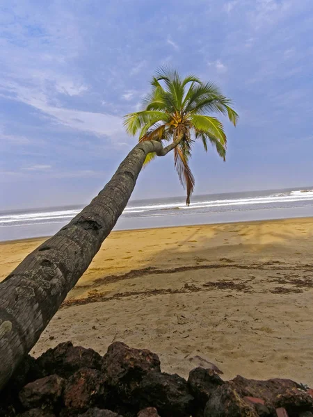 Перспектива Кокосового Пальма Растет Горизонтально Землей Берегу Моря Velneshwar Гухагар — стоковое фото