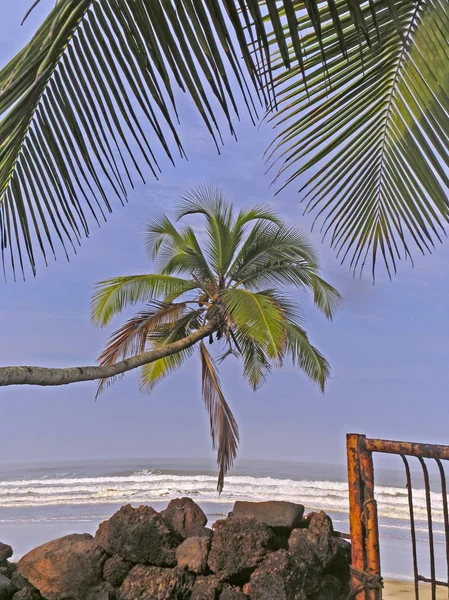 Перспектива Кокосового Пальма Растет Горизонтально Землей Берегу Моря Velneshwar Гухагар — стоковое фото