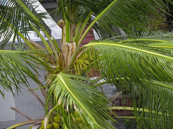 Kelapa Cocos Nucifera Pohon — Stok Foto