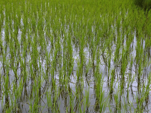 Campo Cultivo Arroz Oryza Sativa India —  Fotos de Stock