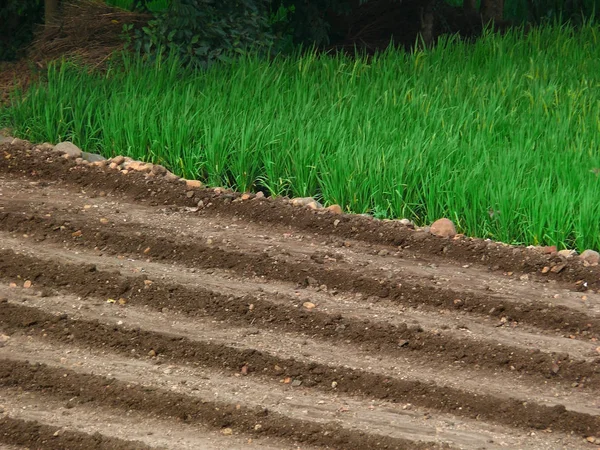 Rizs Termény Mező Oryza Sativa — Stock Fotó