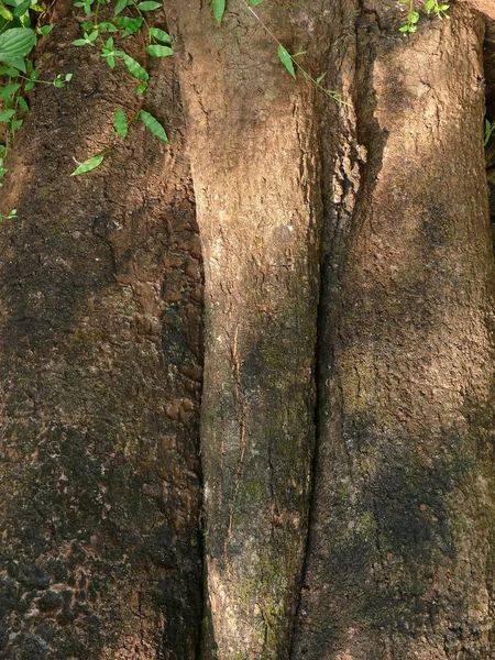 Tronco Árbol Mango —  Fotos de Stock