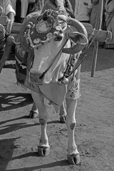 Ein Heiliger Stier Der Traditionell Während Eines Hinduistischen Festes Indien — Stockfoto