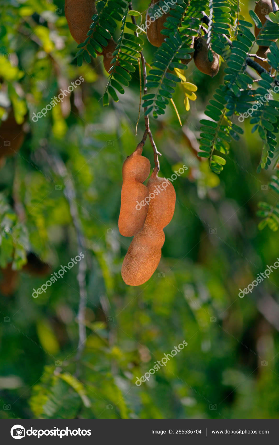 Tamarind Tamarindus Indica Stock Photo Image By C Yogesh More Tamarind Tamarindus Indica Stock Photo Image By C Yogesh More