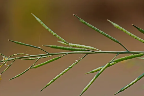 Vainas de Brassica nigra, mostaza negra — Foto de Stock