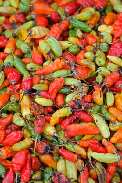 Chili paprika, paprika Capsicum annuum — Stock Fotó