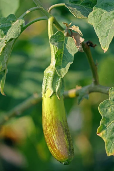 Brinjal, Melanzane — Foto Stock