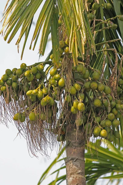 Areca catechu — Stockfoto