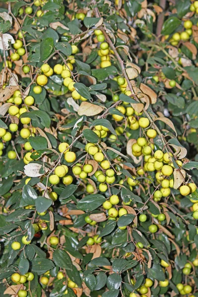 Ziziphus mauritiana, indischer jujube — Stockfoto