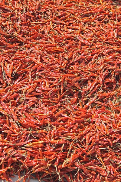 Piros chili paprika, India — Stock Fotó