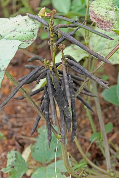 Стручки Vigna radiata — стокове фото