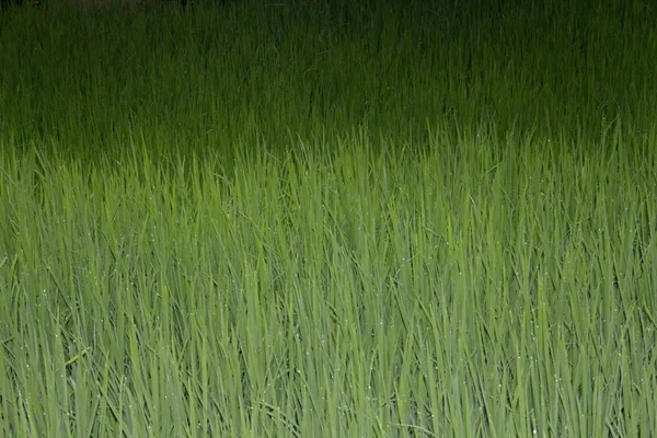 Oryza sativa, урожая риса, Индия — стоковое фото