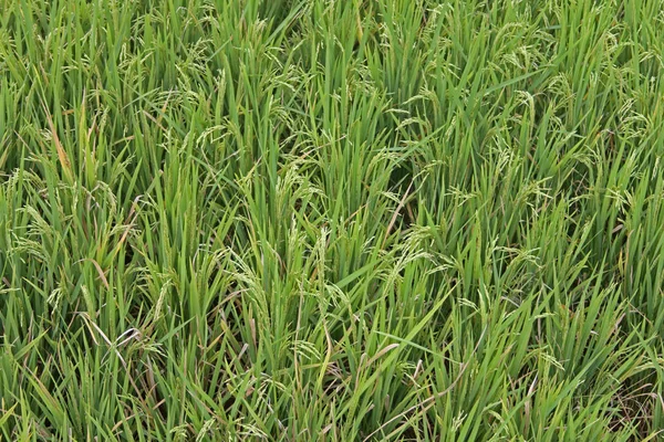 Oryza sativa, зерно рису, Індія — стокове фото