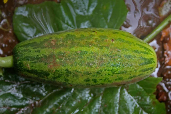 Melón almizclero con aspecto de fruta —  Fotos de Stock