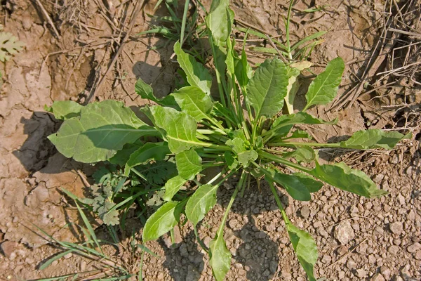 Espinafre, Spinacia oleracea — Fotografia de Stock