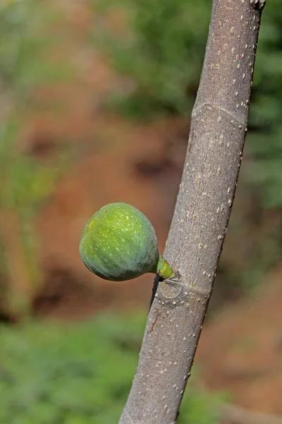 Fig Fruit, Ficus carica on tree, India — Stock Photo, Image