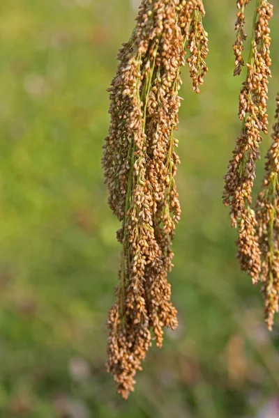 Feld von Prosohirse, Maharashtra, Indien — Stockfoto