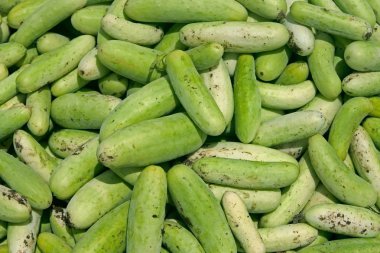 Salatalık, Salatalık sativus pazarda satmak için