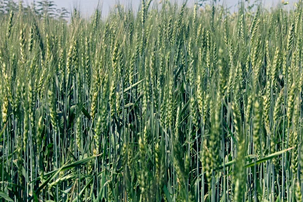 Cultura do trigo — Fotografia de Stock