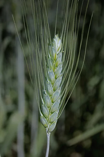 Weizenernte — Stockfoto