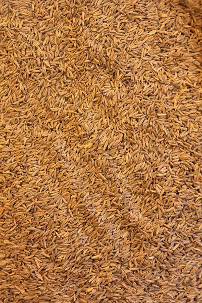 Nasiona kminka — Zdjęcie stockowe